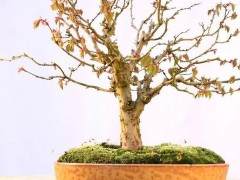 金州盆景联合会会议上获得了一个小品杜松盆景
