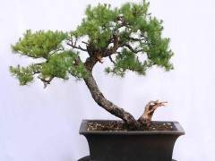 温哥华举行的PNBCA大会上的落叶松盆景