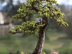 2010年日本落叶松盆景