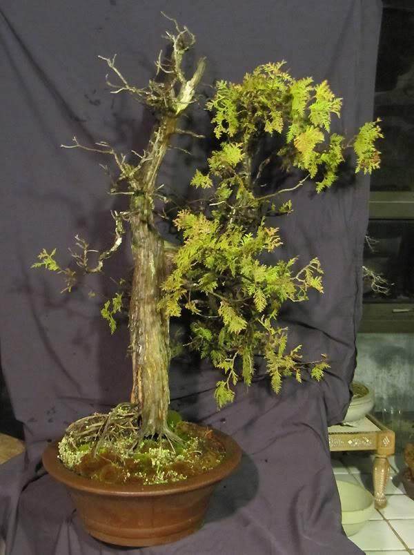 东部白雪松盆景获得修剪