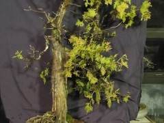 东部白雪松盆景获得修剪