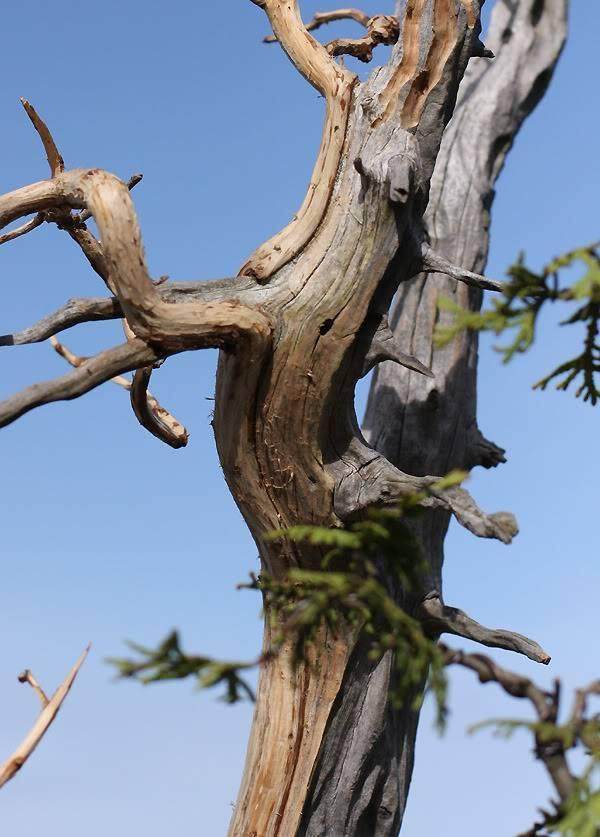 东部白雪松盆景获得修剪