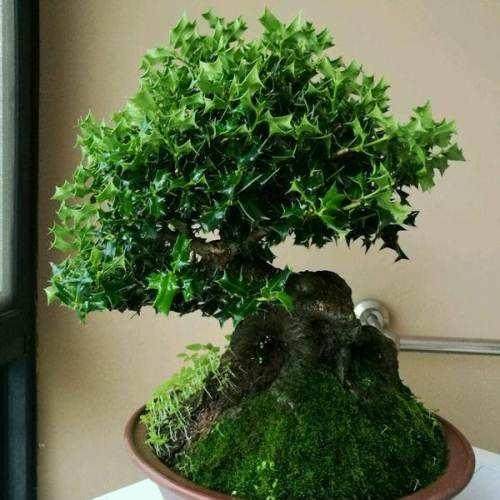 枸骨盆景的制作与造型