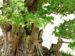 图解 盆景怎么换盆换土的技巧