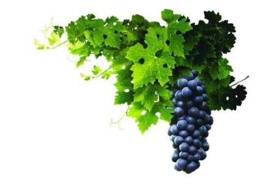 北京市延庆县里炮卖盆景葡萄陪嫁寄养