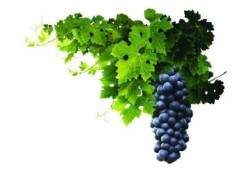 北京市延庆县里炮卖盆景葡萄陪嫁寄养