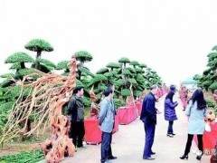 针对盗挖对节白蜡现象屡禁不止且愈演愈烈之势