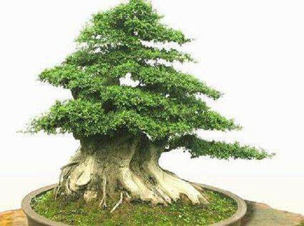 盆景之王--对节白蜡【图】