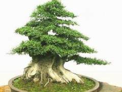 盆景之王对节白蜡 图片