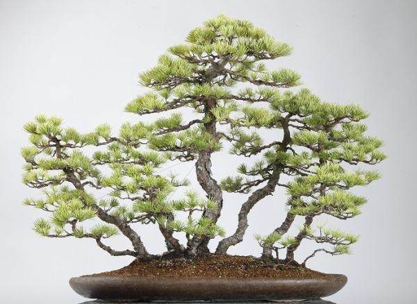 如何制作日本枫树丛林盆景 图片