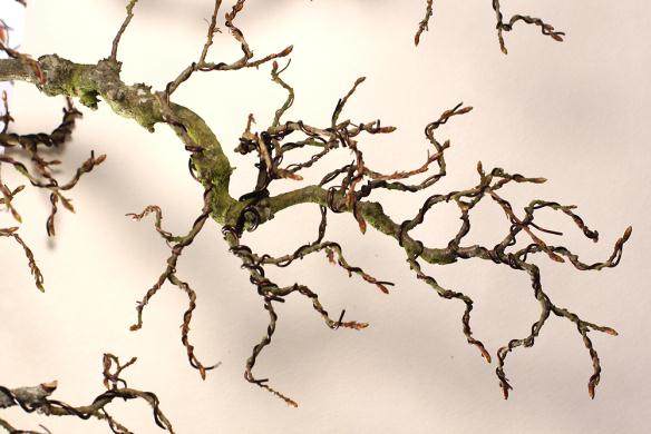 图解 如何给鹅耳枥盆景蟠扎的方法