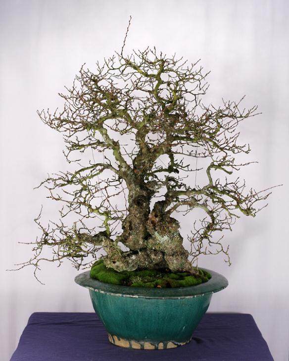 图解 如何给鹅耳枥盆景蟠扎的方法