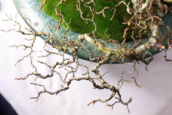 图解 如何给鹅耳枥盆景蟠扎的方法