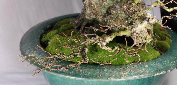 图解 如何给鹅耳枥盆景蟠扎的方法