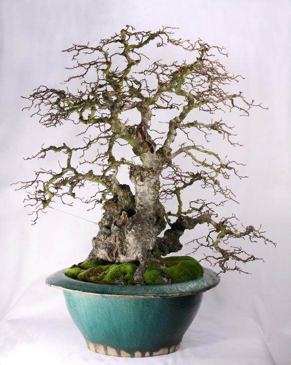 图解 如何给鹅耳枥盆景蟠扎的方法