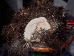 盆景在愈合和密封伤口上消耗能量