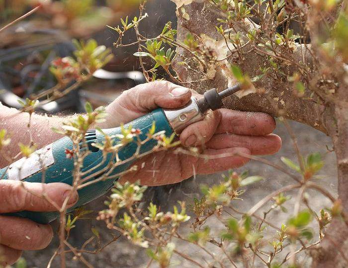 落叶树盆景很容易水分不足 而致叶片枯