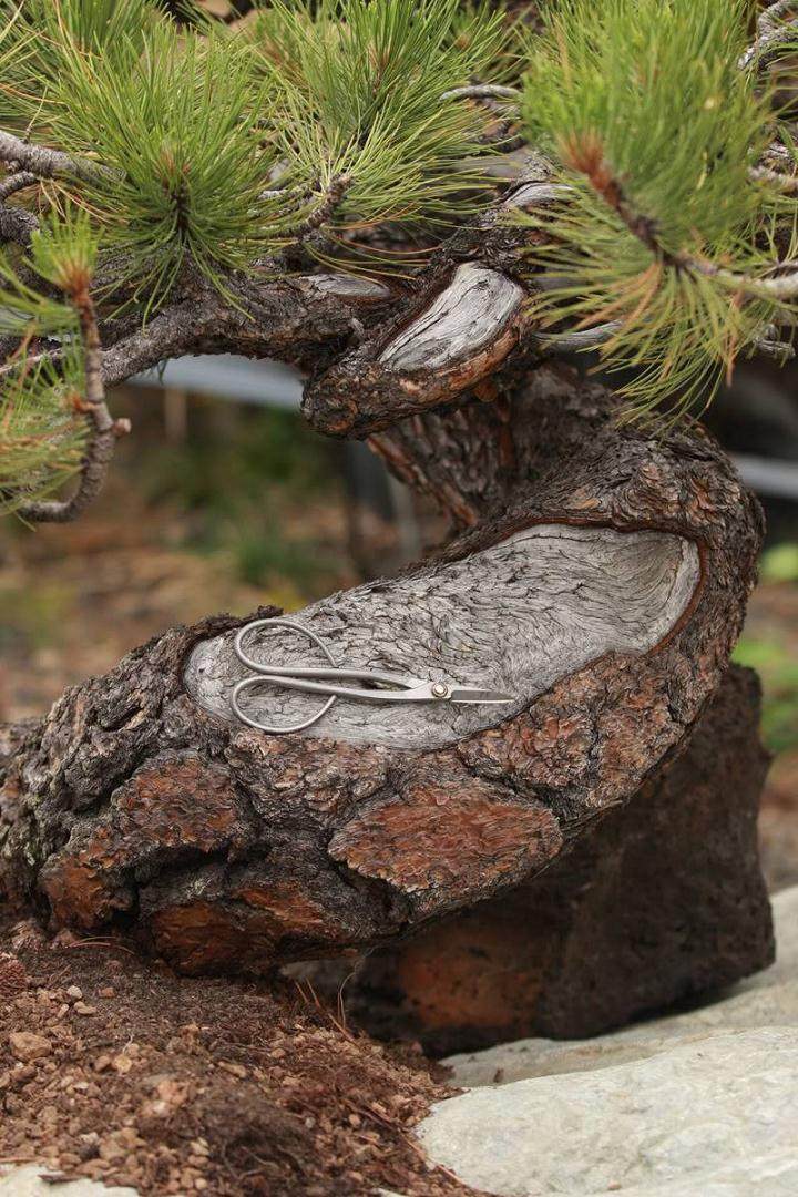 落叶树盆景很容易水分不足 而致叶片枯