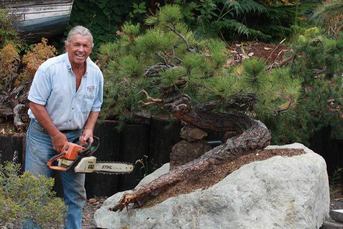 落叶树盆景很容易水分不足 而致叶片枯