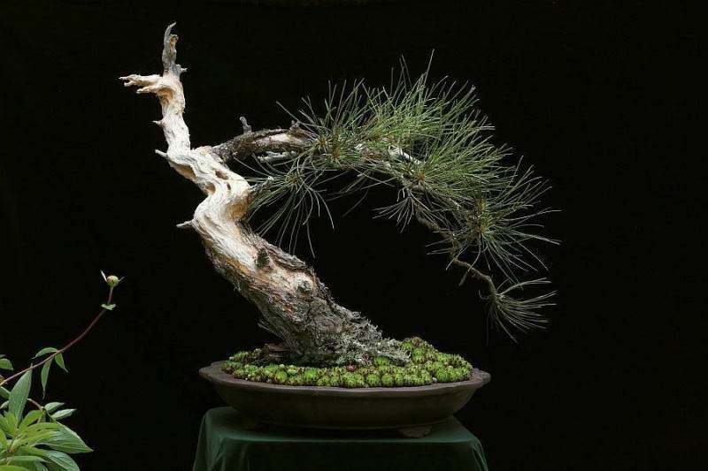 在盆景中，没有园艺的艺术是毫无意义的