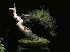 在盆景中 没有园艺的艺术是毫无意义的