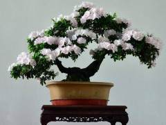 我从当地盆景绅士的庄园买了一辆卡车的杜鹃花