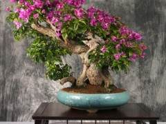 盆景摄影作品图片欣赏