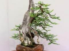 红木帝国盆景协会第35届年度活动