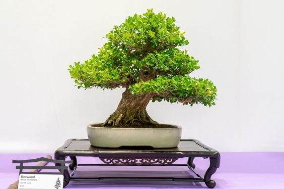 红木帝国盆景协会第35届年度活动