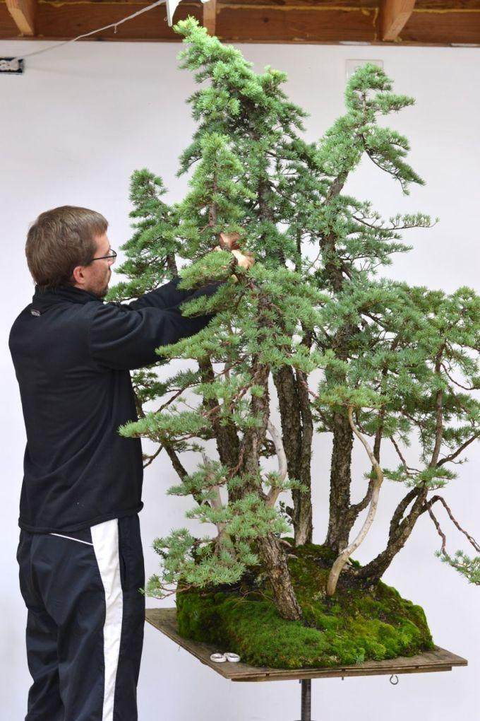 图解 美国人制作丛林式盆景的过程