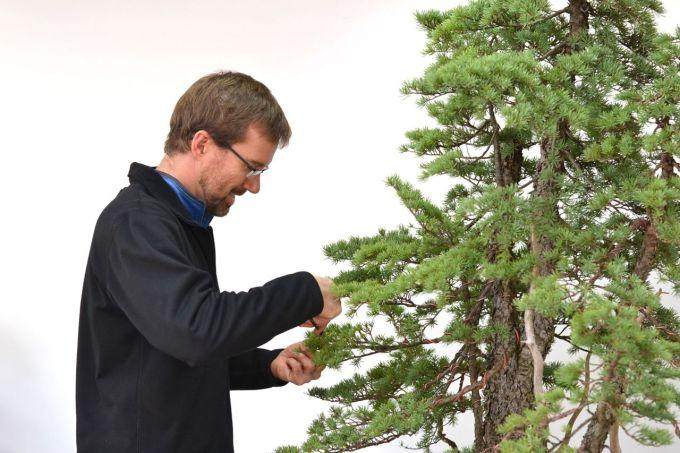 图解 美国人制作丛林式盆景的过程