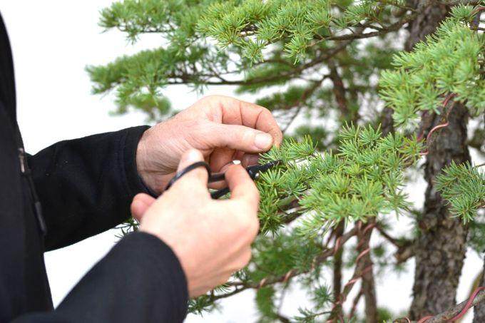 图解 美国人制作丛林式盆景的过程
