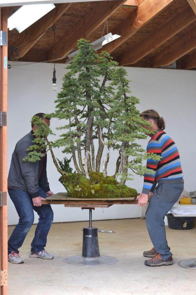 图解 美国人制作丛林式盆景的过程