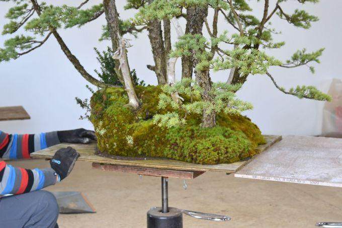 图解 美国人制作丛林式盆景的过程