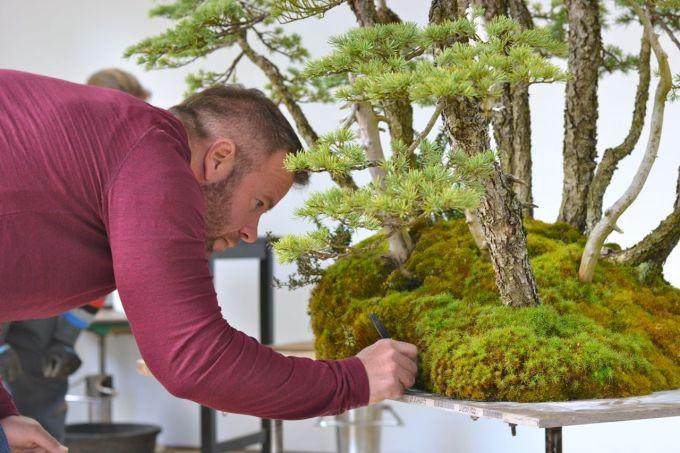 图解 美国人制作丛林式盆景的过程