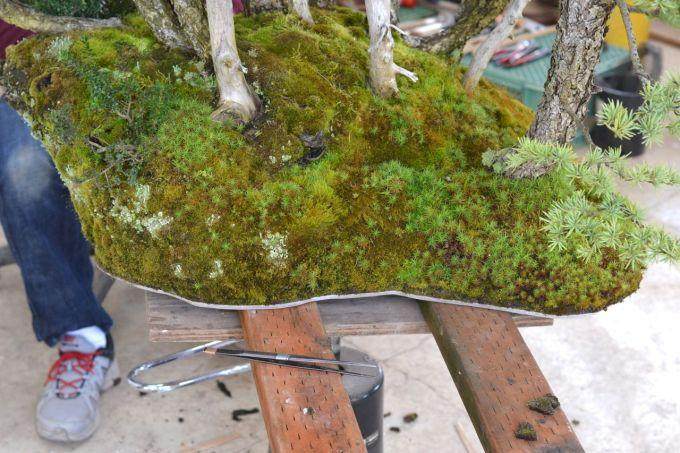 图解 美国人制作丛林式盆景的过程