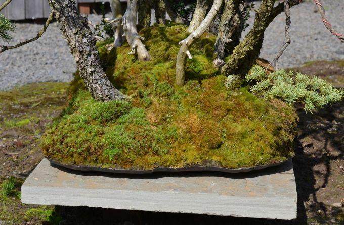 图解 美国人制作丛林式盆景的过程