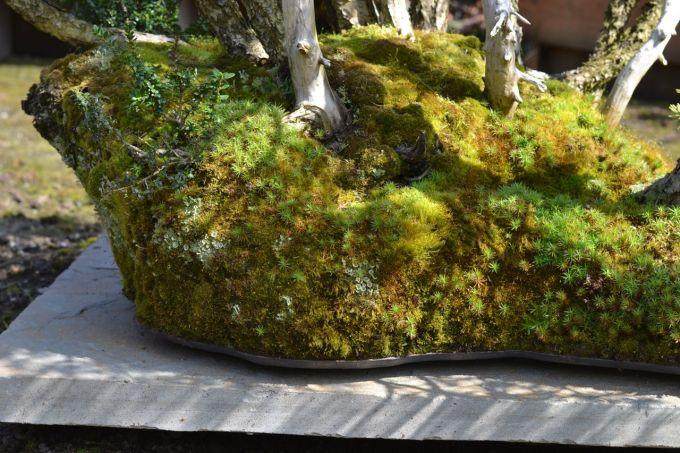 图解 美国人制作丛林式盆景的过程