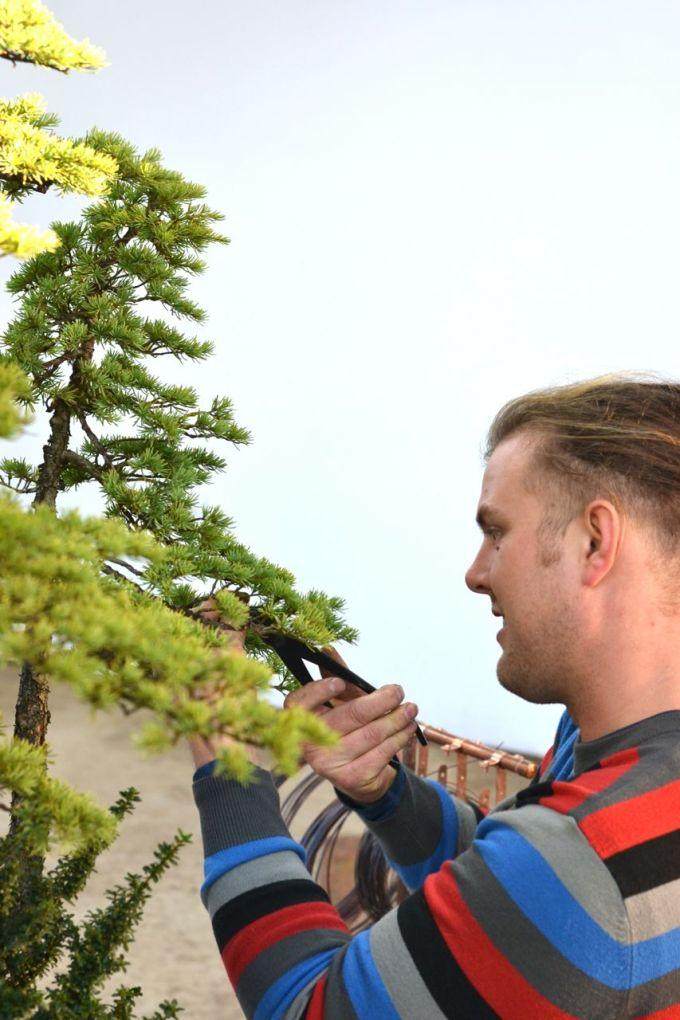 图解 美国人制作丛林式盆景的过程