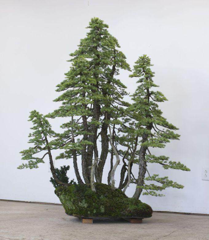 图解 美国人制作丛林式盆景的过程