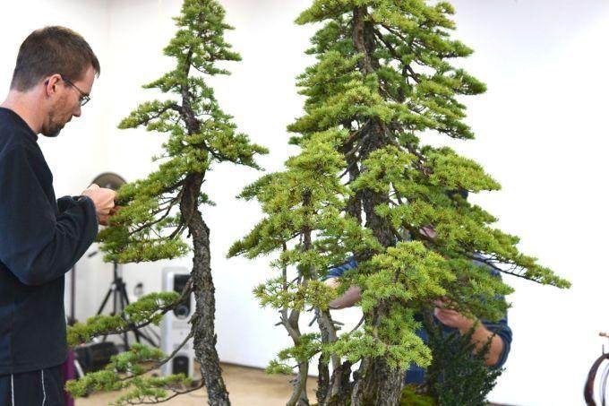 图解 美国人制作丛林式盆景的过程