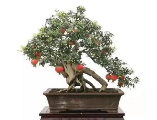 盆景天下：石榴盆景大家王鲁晓的石榴盆景赏析