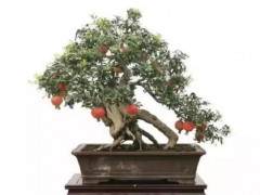 盆景天下石榴盆景大家王鲁晓的石榴盆景赏析