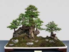 怎么制作抱石盆景的6个步骤 图片