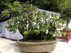 第十届精品盆景泸州展览盛会