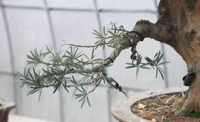 图解 11年时间改造培养的罗汉松盆景桩坯