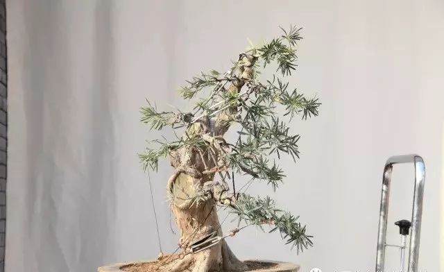 图解 11年时间改造培养的罗汉松盆景桩坯