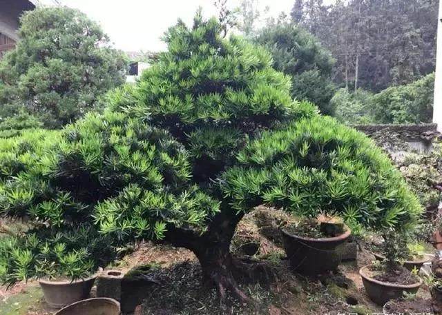 好的罗汉松盆景轻则几千 重则几万