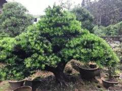 好的罗汉松盆景轻则几千 重则几万