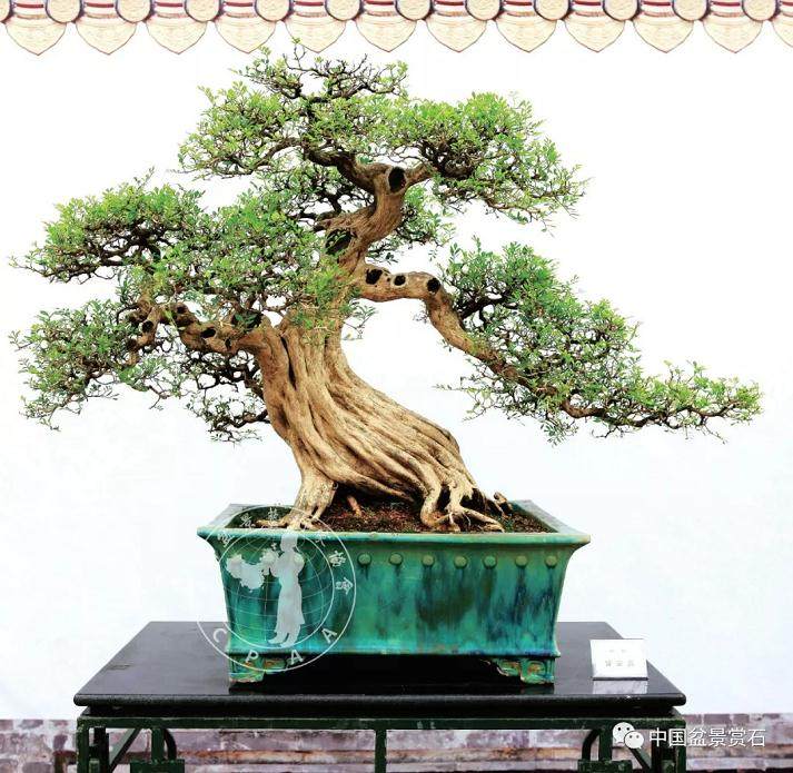 我心目中的盆景审美新四观